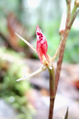 Spider-Like Cryptostylis (Cryptostylis arachnites) ?