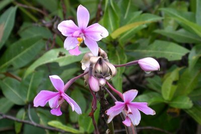 Pleated Leaf Spathoglottis (Spathoglottis plicata) ?