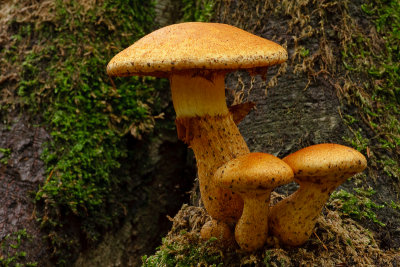 Gymnopilus junonius - Prachtvlamhoed - Spectacular Rustgill