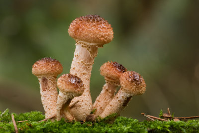 Armillaria lutea - Knolhoningzwam - Honey Fungus