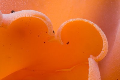 Orange Peel Fungus detail