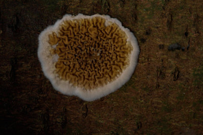 Serpula himantioides - Dakloze Huiszwam - Dry Rot