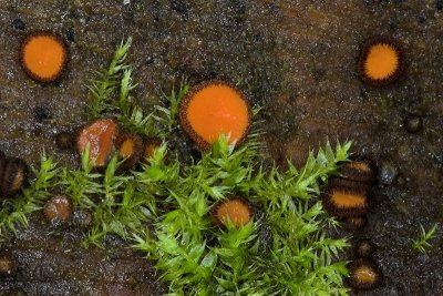 Scutellinia scutellata - Gewone Wimperzwam - Common Eyelash