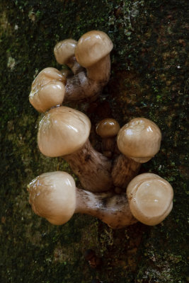 Oudemansiella mucida - Porseleinzwam - Porcelain Fungus