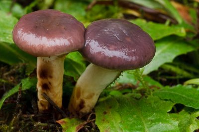 Gomphidius glutinosus - Slijmige Spijkerzwam - Slimy Spike
