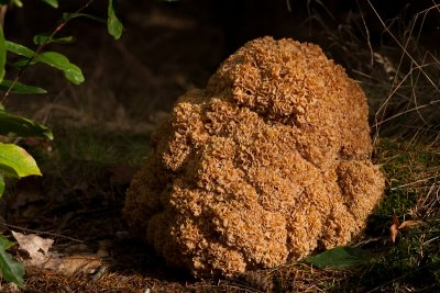 Sparassis crispa - Grote Sponszwam - Cauliflower Mushroom