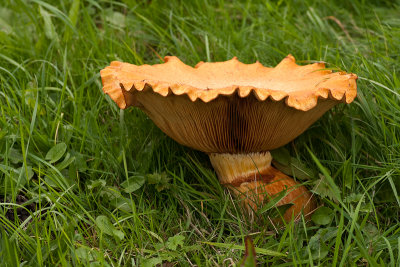 Gymnopilus junonius - Prachtvlamhoed - Spectacular Rustgill