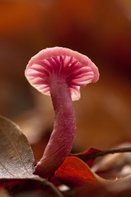 Laccaria amethystina - Amethistzwam - Amethyst Deceiver