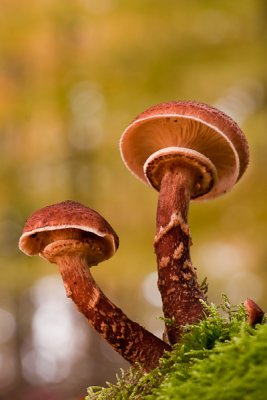 Armillaria ostoyae - Sombere Honingzwam - Dark Honey Mushroom