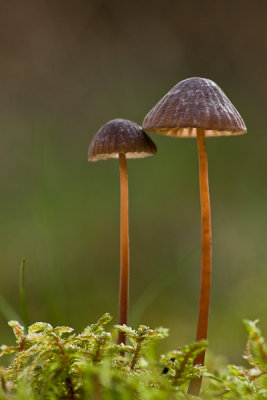 Mycena galopus var. nigra - Zwarte Melksteelmycena - Black Milking Bonnet