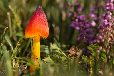 Hygrocybe conica - Zwartwordende Wasplaat - Blackening Waxcap