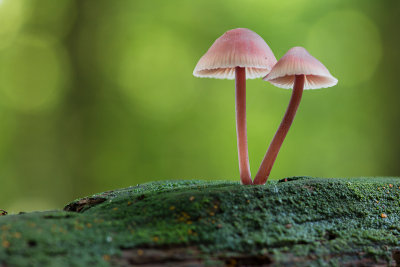 Mycena haematopus - Grote Bloedsteelmycena - Burgundydrop Bonnet