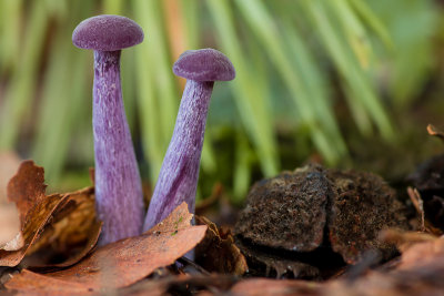Laccaria amethystina - Amethistzwam - Amethyst Deceiver