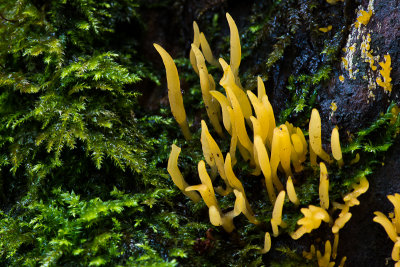 Calocera cornea - Geel Hoorntje - Finger Jelly