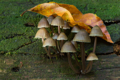 Mycena stipata - Bundelchloormycena