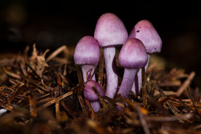 Inocybe geophylla var. lilacina - Lila Satijnvezelkop - Earthy Inocybe