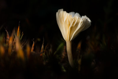 Lichenomphalia umbellifera - Gewoon Veentrechtertje - Heath Navel