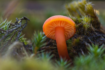 Hygrocybe miniata - Gewoon Vuurzwammetje - Vermillion Waxcap