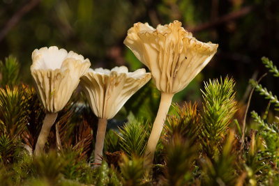 Lichenomphalia umbellifera - Gewoon Veentrechtertje - Heath Navel