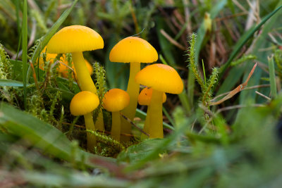 Hygrocybe ceracea - Elfenwasplaat - Butter Waxcap