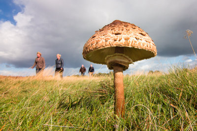 Macrolepiota procera - Grote Parasolzwam - Parasol