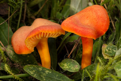 Hygrocybe miniata - Gewoon Vuurzwammetje - Vermillion Waxcap