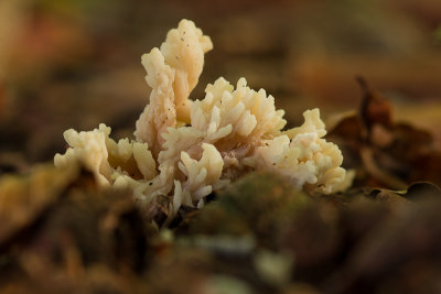 Clavulina coralloides - Witte Koraalzwam - White Coral Fungus