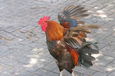 Key West Alpha Rooster!