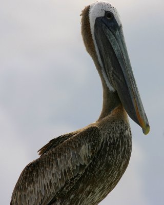 A Brief Pelican