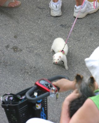 Yes...On A Leash!