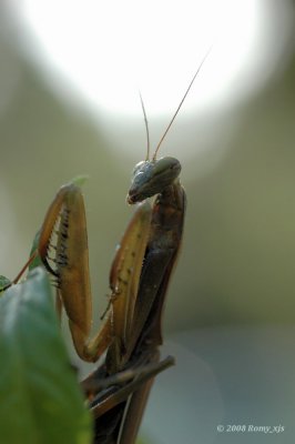 Mantis Religiosa