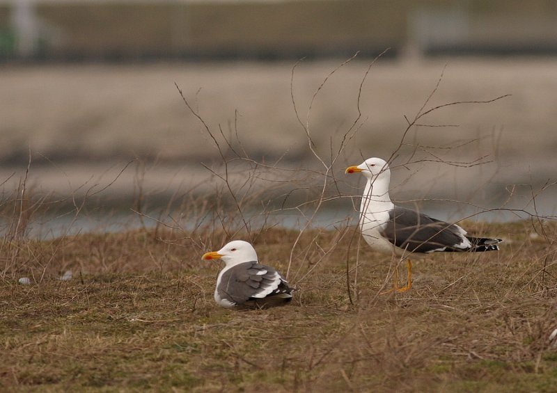 Kleine Mantelmeeuw - Larus fuscus - Lesser Black-backed Gull
