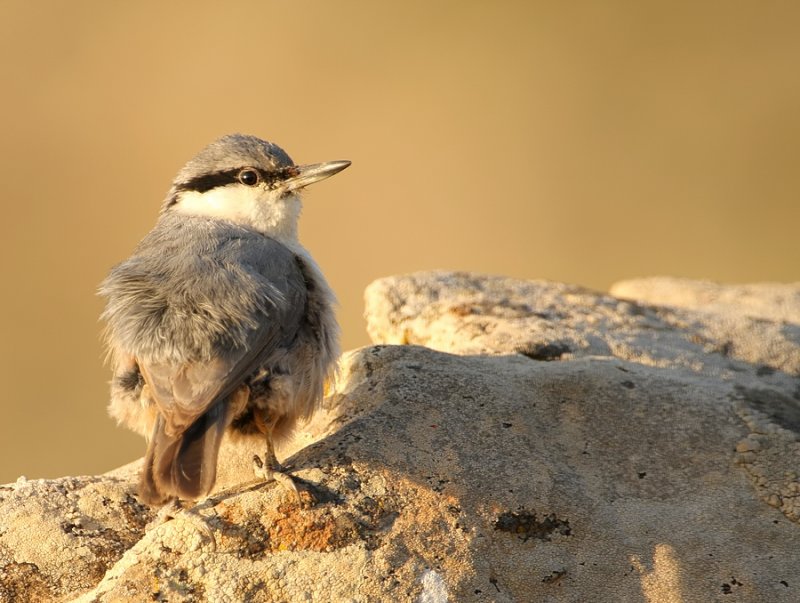 Rotsklever - Sitta neumayer - Western Rock Nuthatch