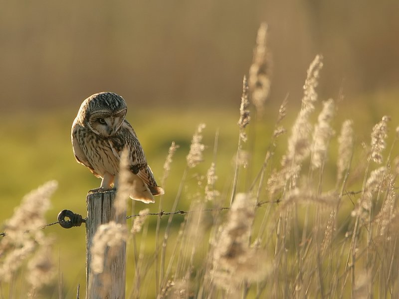 Velduil - Asio flammeus - Short-eared Owl