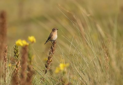 Paapje - Saxicola rubetra - Whinchat