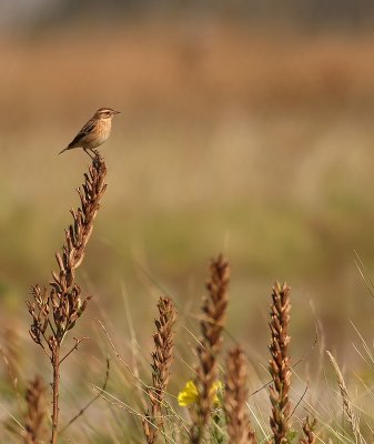 Paapje - Saxicola rubetra - Whinchat