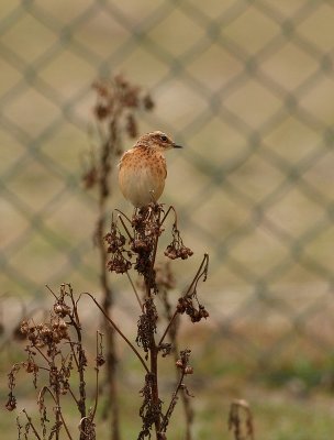 Paapje - Saxicola rubetra - Whinchat