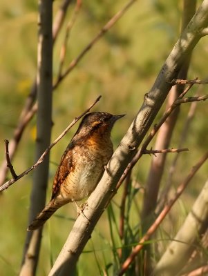 Draaihals - Jynx torquilla - Wryneck