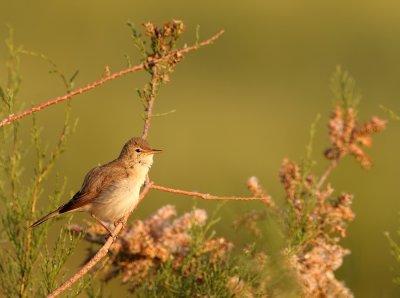 Vale Spotvogel - Acrocephalus pallidus - Eastern Olivaceous Warbler