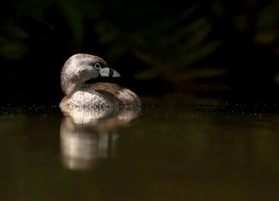 Dikbekfuut - Podilymbus podiceps -Pied-Billed Grebe