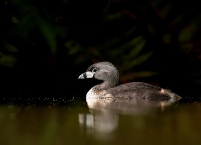 Dikbekfuut - Podilymbus podiceps -Pied-Billed Grebe