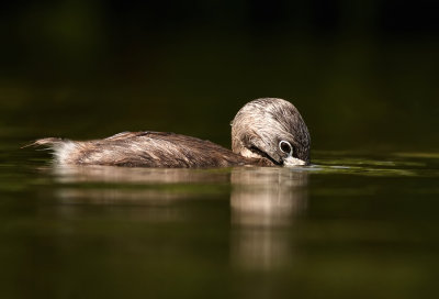 Dikbekfuut - Podilymbus podiceps -Pied-Billed Grebe