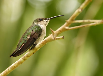 Groene Kolibri - Chlorostilbon mellisugus - Blue-tailed Emerald