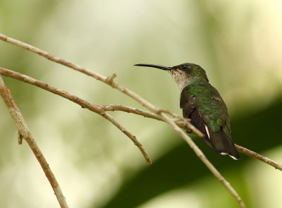 Groene Kolibri - Chlorostilbon mellisugus - Blue-tailed Emerald