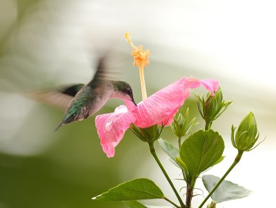 Groene Kolibri - Chlorostilbon mellisugus - Blue-tailed Emerald