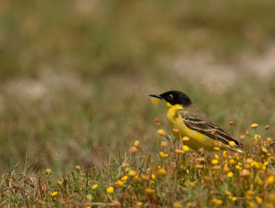 Balkankwikstaart - Black-headed Wagtail