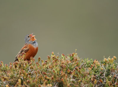 Bruinkeelortolaan - Cretzschmar's Bunting