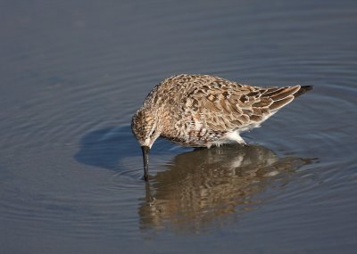 Kemphaan - Philomachus pugnax - Ruff