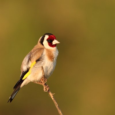 Putter - Carduelis carduelis - Goldfinch