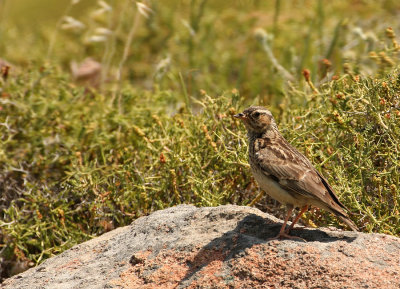 Boomleeuwerik - Lullula arborea - Wood Lark